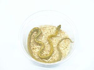 ハニーテッセラ“No,2”