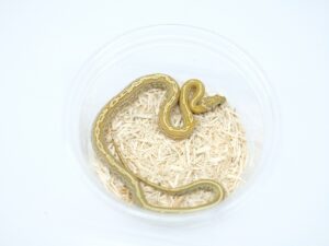 ハニーテッセラ