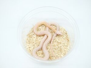 スノーテッセラ“No,1”