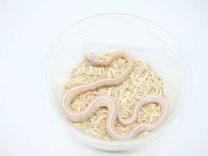 スノーテッセラ“No,2”