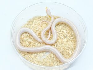 スノーテッセラ“No,2”