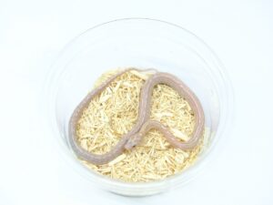 ラベンダーテッセラヘテロブラッドレッド