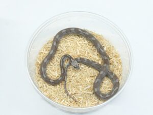 ハイポシンダーモトリー