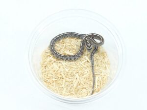 マイアミアネリテッセラヘテロサンキストゴースト“No,2”