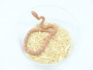 ハイポラベンダー