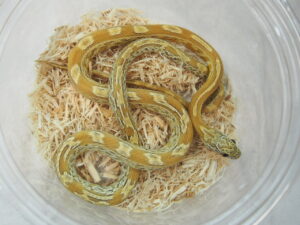 ハニーテッセラ