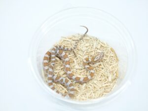 ゴールドダストマイアミ