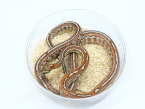 マイアミオケッティーテッセラヘテロキャンディーケイン50％ヘテロアネリ