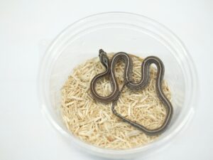 シンダーテッセラ