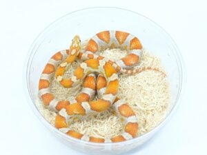 ウルトラメルキャンディーケインヘテロストライプモトリー50％ヘテロキャラメル