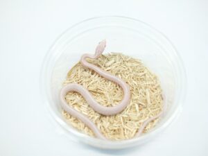 ペパーミントテッセラ