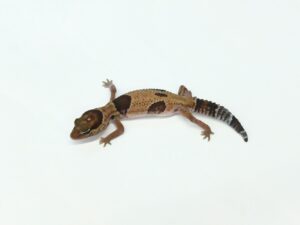 アベラント“No,3”