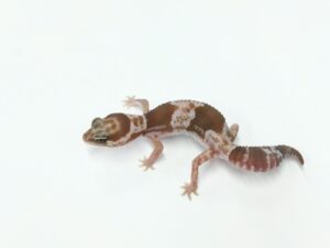 オレオ66％ヘテロパターンレス