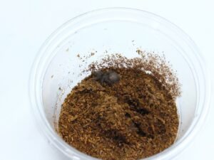 スラウェシパープルアースタイガー