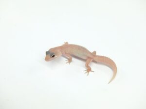 ブレイジングブリザード