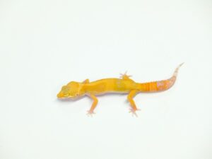 サングロートレンパー“No,1”