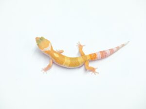 サングロートレンパー“No,2”