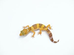 トレンパーアルビノ