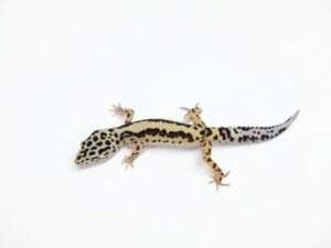 マックスノーボルドストライプ