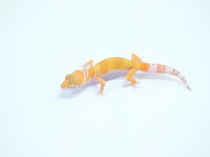 タンジェリンベル