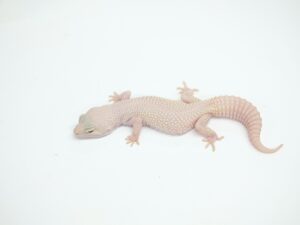 ブレイジングブリザード“No,2” Geckos etc.