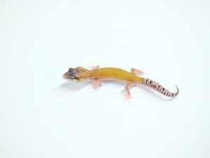 ハイパーザンティックエクリプス　スネークアイ“No,1”