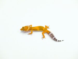 タンジェリンヘテロファイアーウォーター