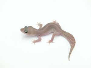 プラチナ“No,1”