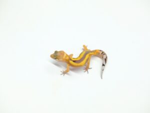 サイクスエメリン