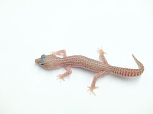 スーパースノートレンパー