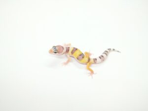 W＆Yヘテロベル