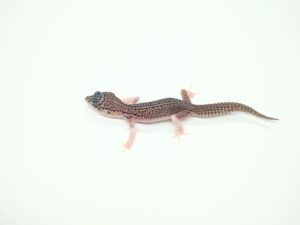 スーパーマックスノーヘテロエクリプス