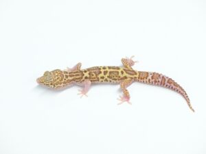 マックスノーレーダー　ソリッドアイ