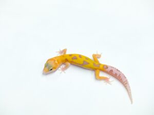 タイフーン(スネークアイ)