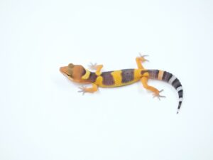 サイクスエメリン