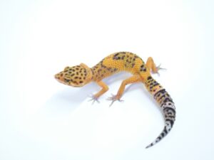 ブラックナイト×ブラッド