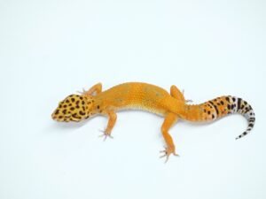 インフェルノ“No,1”