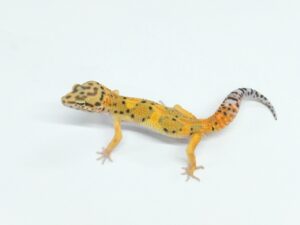 エメリン“No,1”