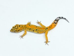 エメリン“No,2”