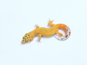 タンジェリンヘテロトレンパー（レッドダイヤモンドline）