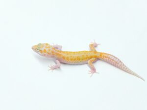 ラプター(ソリッドアイ)“No,1” Geckos etc.