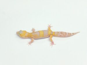 ラプター(ソリッドアイ)“No,2” Geckos etc.