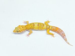 タイフーン(スネークアイ) Geckos etc.