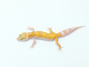 スーパータンジェロ Geckos etc.