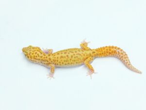 レーダー(スネークアイ) Geckos etc.