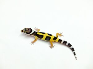 バンディット“No,1”