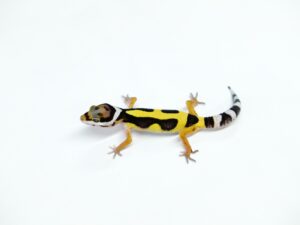 バンディット“No,2”