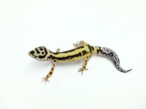 バンディット“No,1”