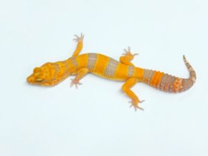 マンダリンブラッドタンジェリントレンパー　ストーンウォッシュline