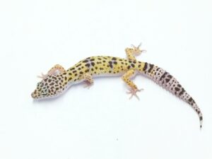 ファスキオラータ